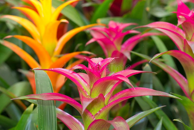 flores-coloridas-das-bromeliáceas-40900287.jpg