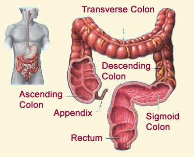 colon-anatomy.jpg