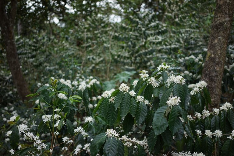 planta-cafe-flores-berbeo-boyaca-1600px.jpg