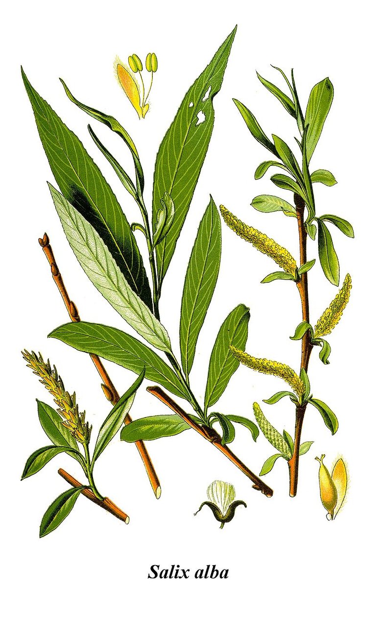 800px-Thomé_Salix_alba_clean.jpg