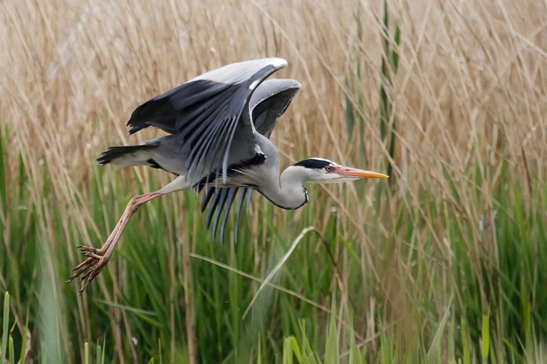 Heron in flight.jpg