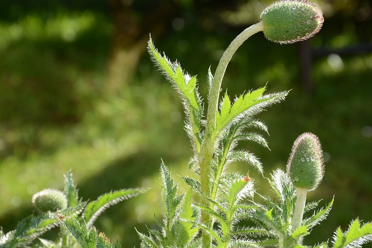 Summer-Poppy-Red-Weed-Green-Plant-Flower-Poppies-3406636.jpg