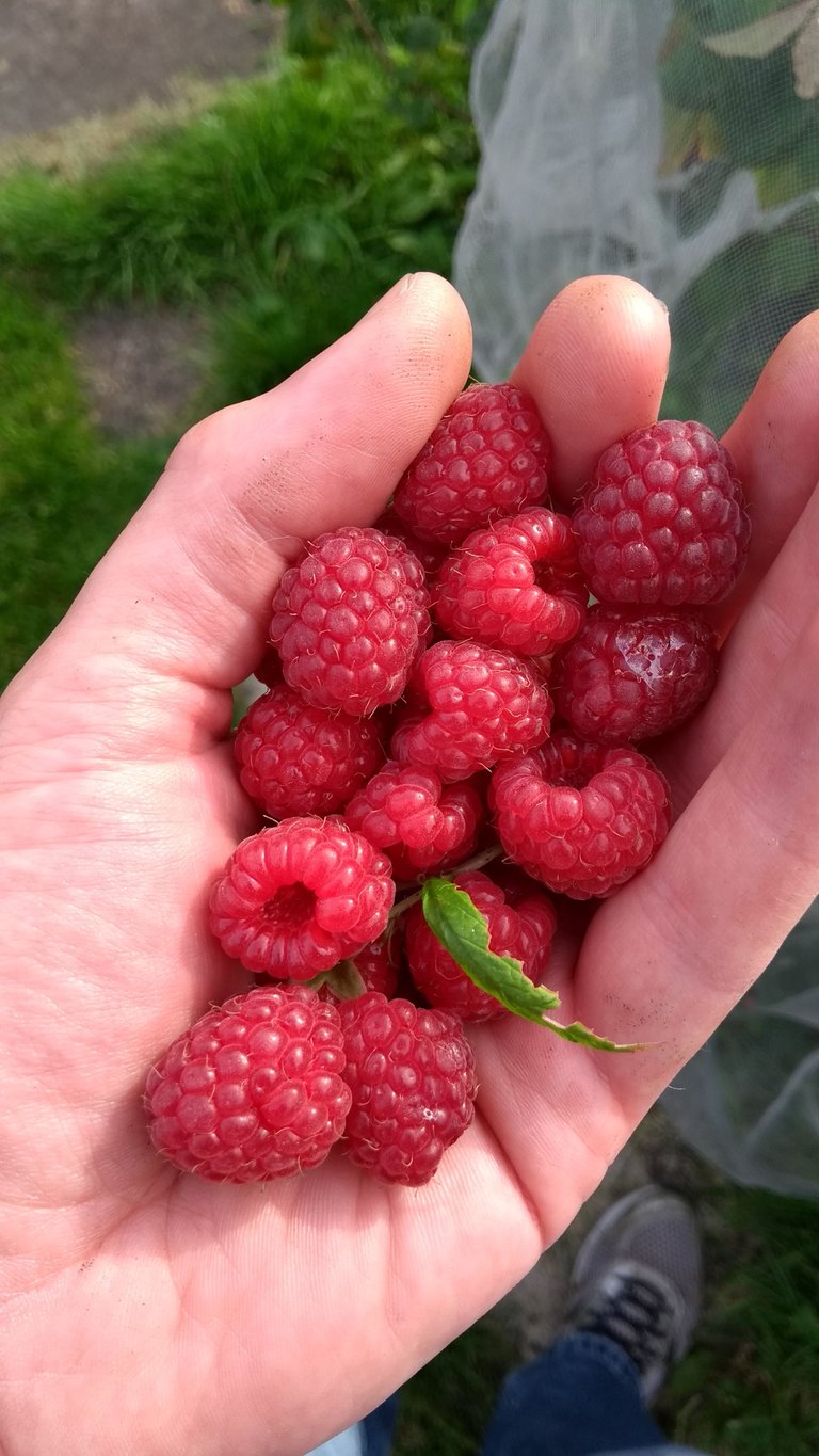 raspberries