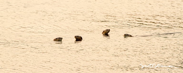 River Otter-1.jpg