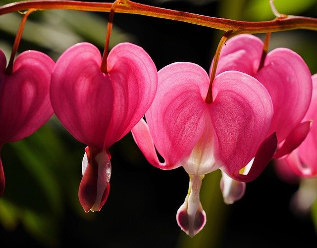 bleeding-heart-2231575_640.jpg