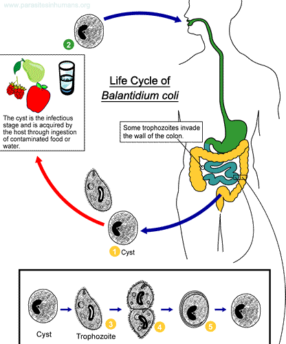 balantidium-coli-life-cycle.png