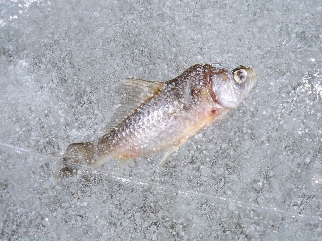 fish-235085__480.jpg