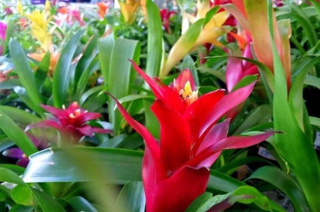 Grow-Bromeliads-630x417.jpg