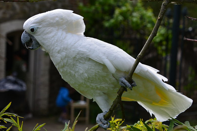 burung-kakak-tua-putih.png