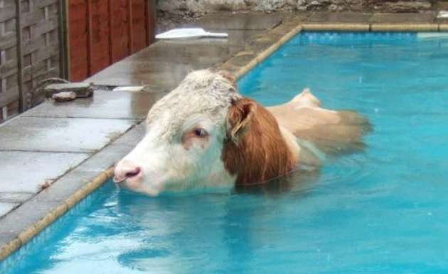 Funny-Bull-Swimming-W630.jpg