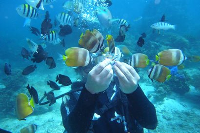 8 - Marine Life in Boracay Island.jpg