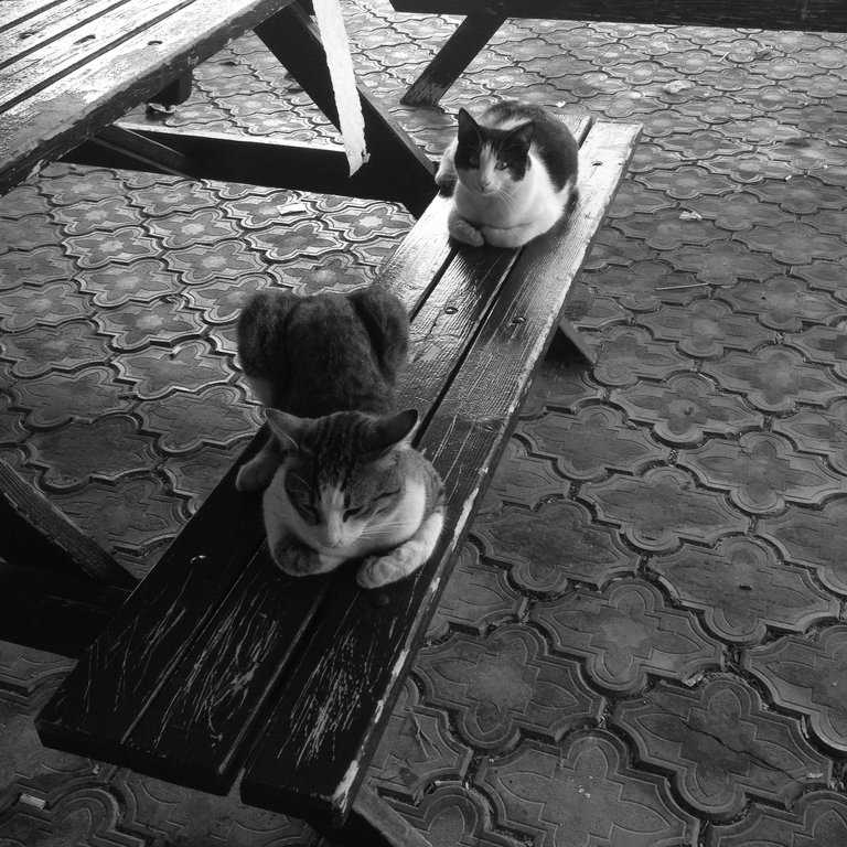 cats.JPG