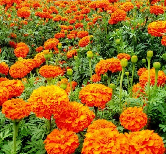 bunga-marigold-jenis-african.jpg