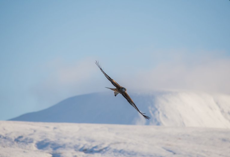 Red Kites Llanddeusant Wales group- by steve j huggett   (2).jpg