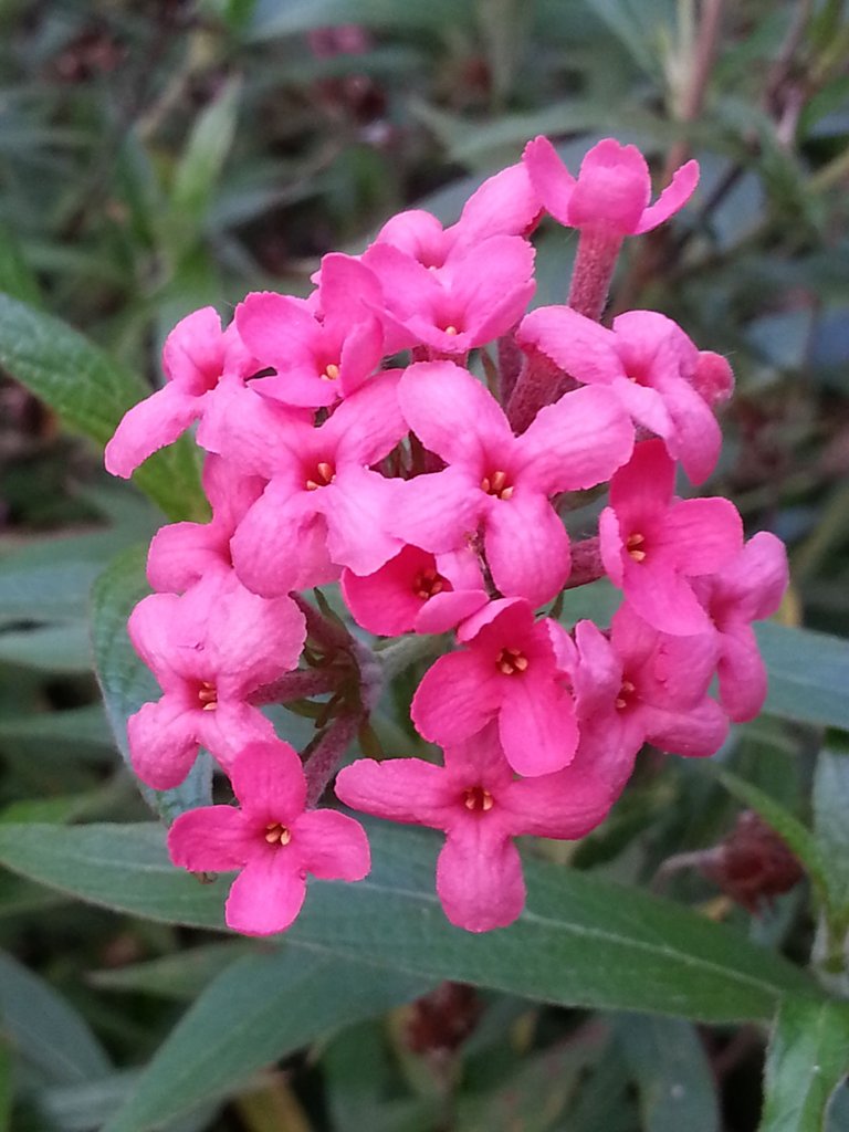 pink flower.jpg