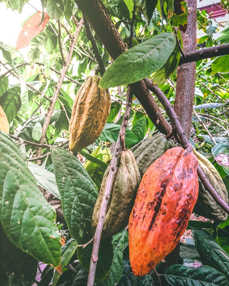 Guatemala fruits, San Pedro La Laguna, Lake Atitlan