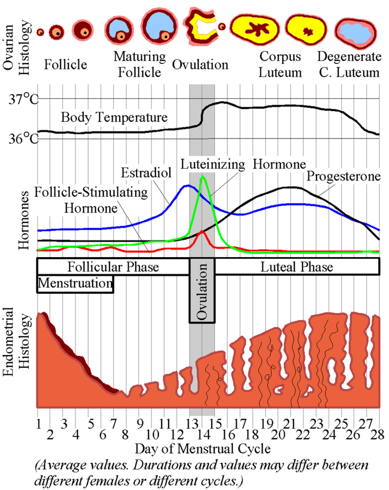 800px-MenstrualCycle.png