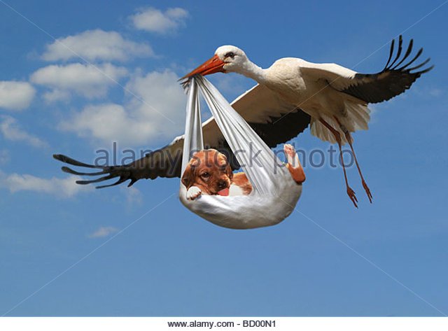 stork-flying-carrying-puppy-bd00n1.jpg