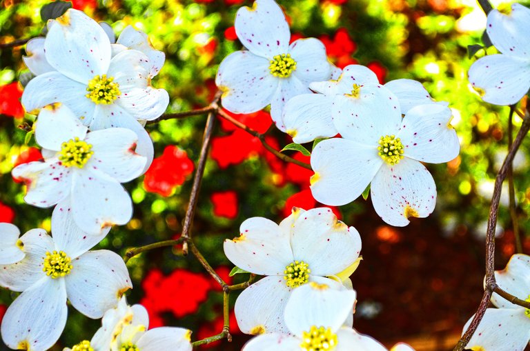 White Flowers.jpg