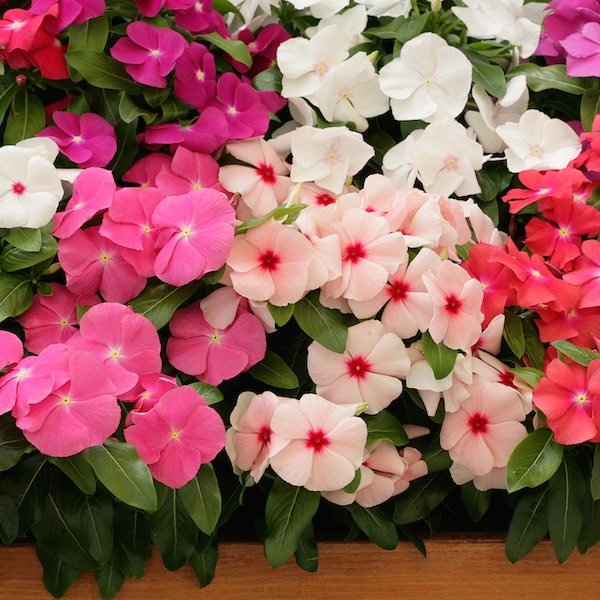 vinca-cobra-heat-elite-mix.jpg