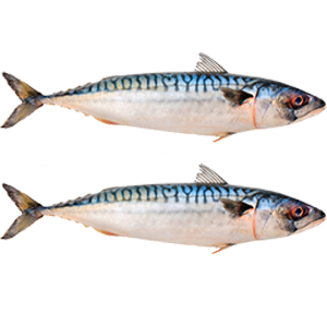 mackerel2_2.png