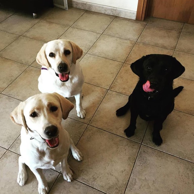 LABRADORS.jpg