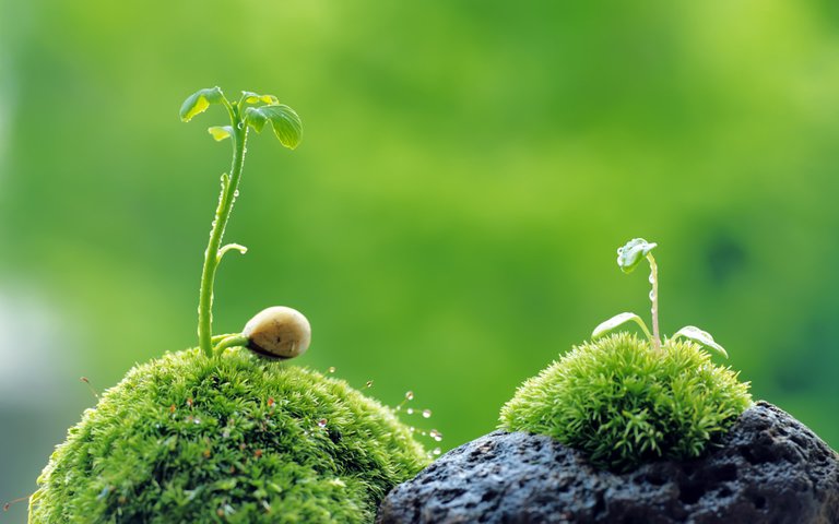 green-plants-wallpaper-22808-1920x1200.jpg