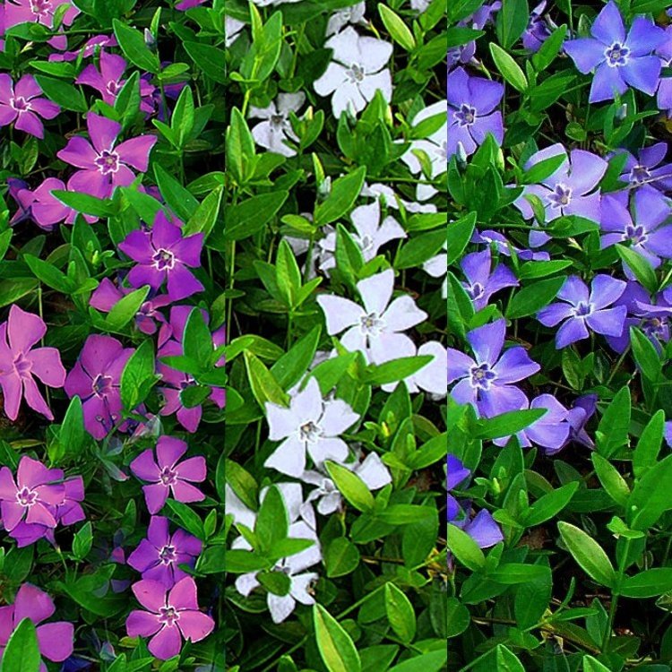 tricolour-vinca-plant750x750.jpg