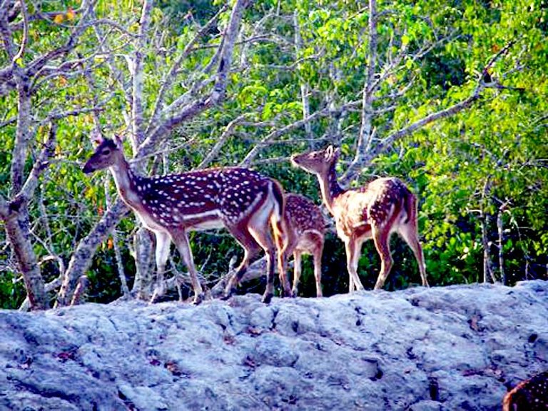 Sundarban02.jpg