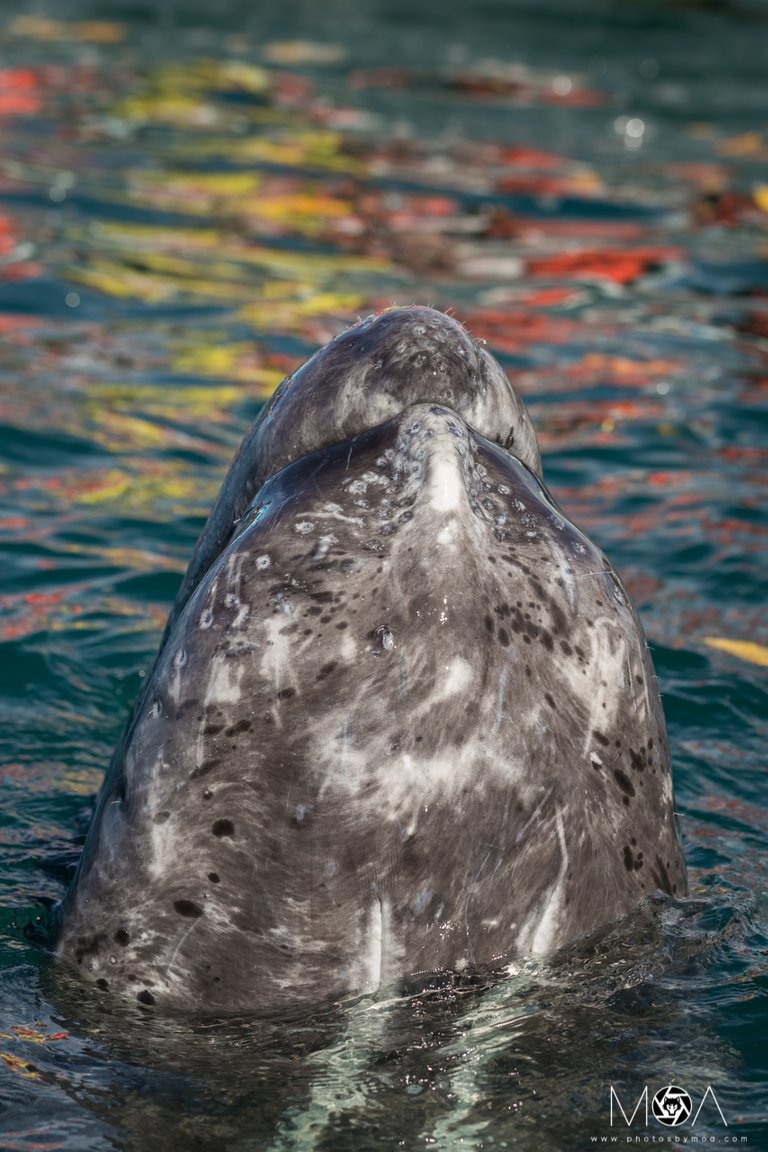 Baby Gray Whale.jpg