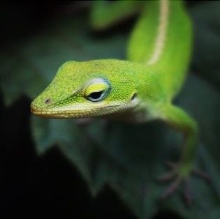 lizard steemit.jpg