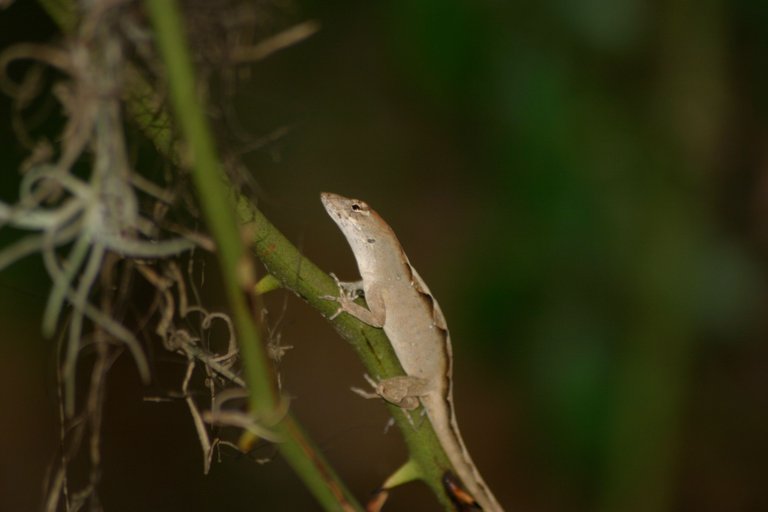 lizard 5-2.jpg