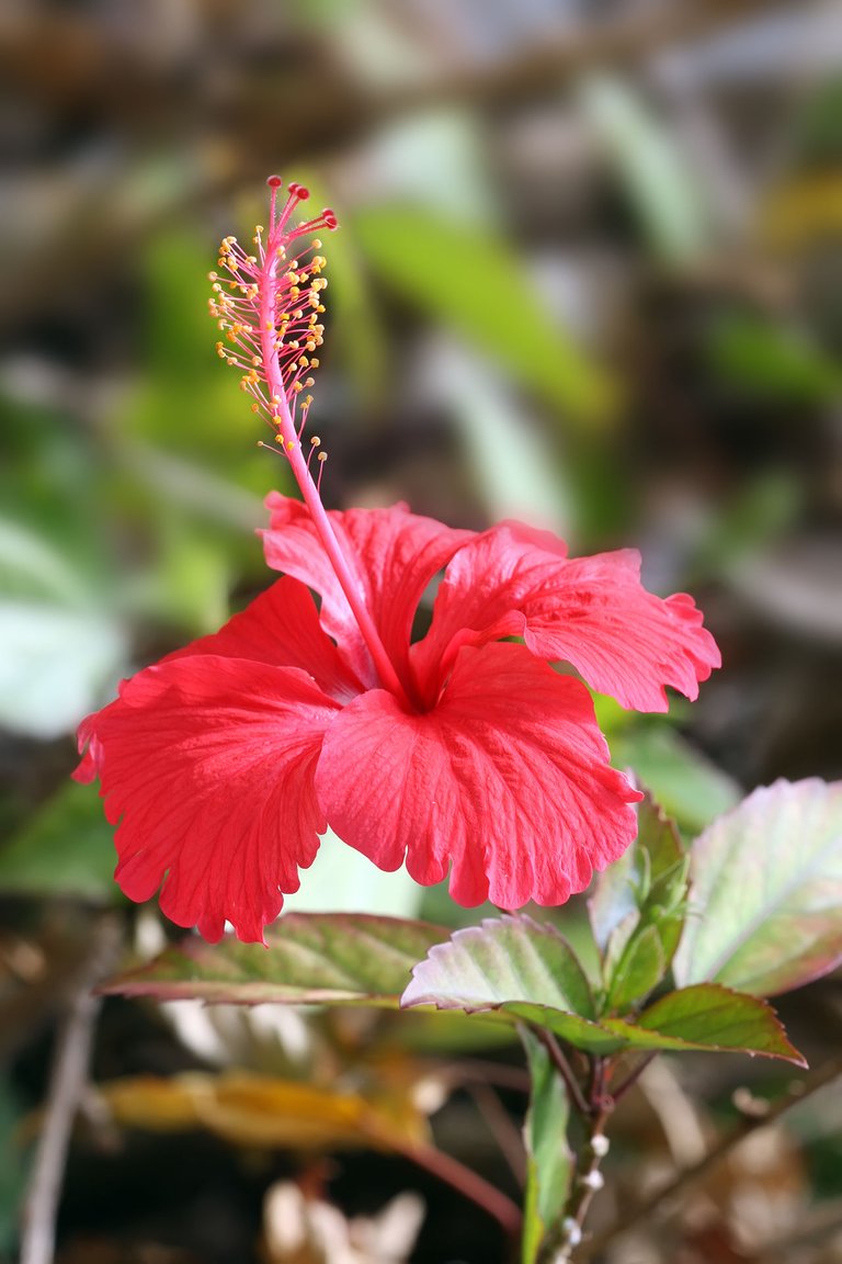 1280px-Hibiscus_flower_TZ.jpg