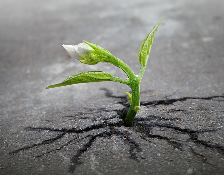 flower-tree-growing-concrete-pavement-101.jpg