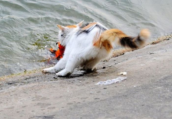 cat-catches-a-huge-goldfish-for-dinner-7.jpg