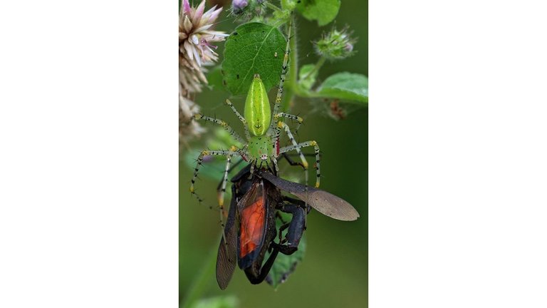 Green Lynx Spider and Leaf Footed Bug .jpg