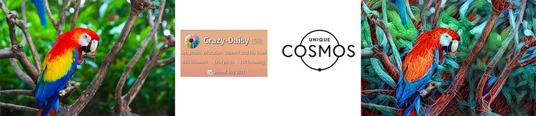 crazy-daisy-UniqueCosmos.png