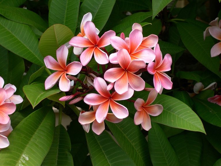 plumeria-209905_960_720.jpg