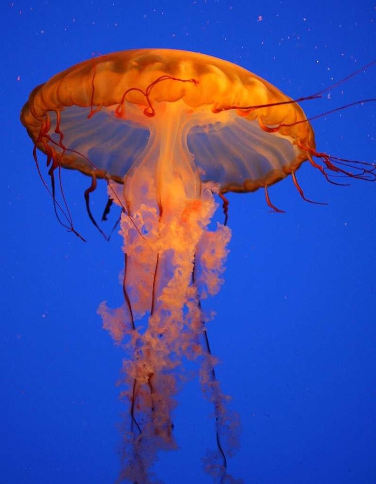 6fd6b19f1b_21561_7957-meduse-fotopedia-creative-commons-license.jpg