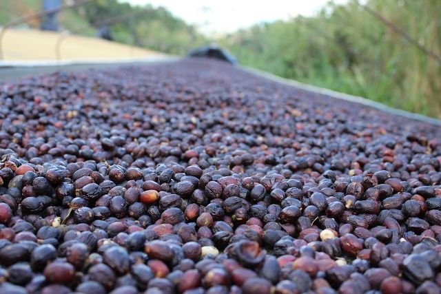 natural-process-coffee-beans.jpg