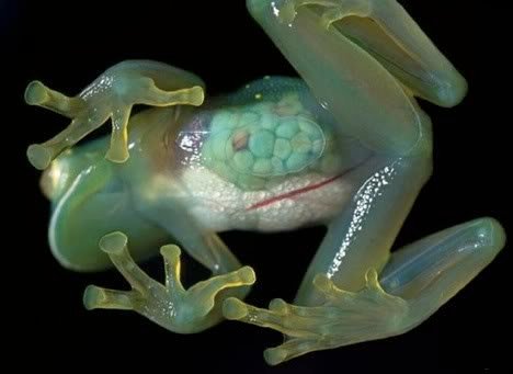 Glass Frog 2.jpg