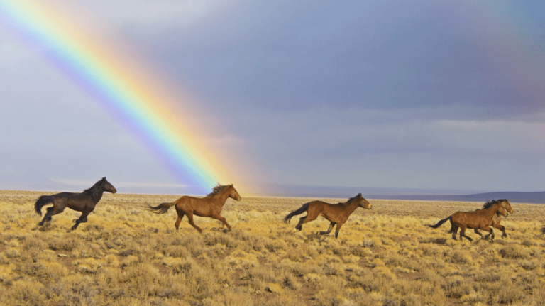 wild-horses-2239420_1920 (1).png