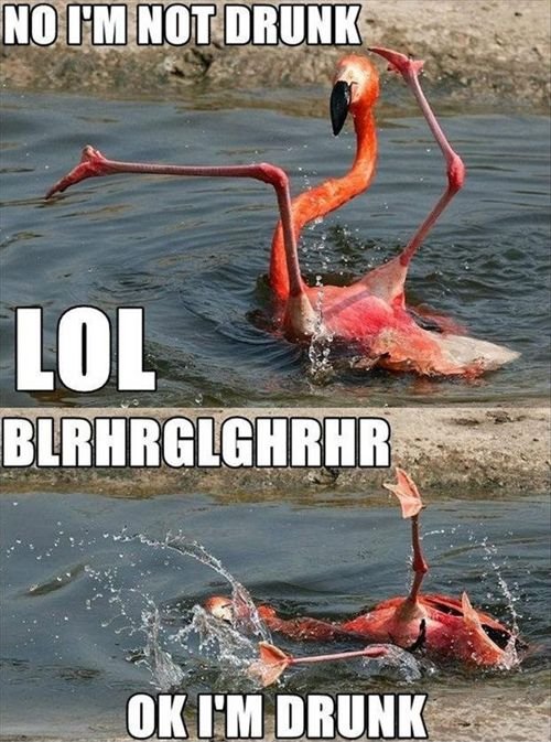 druken-flamingo.jpg