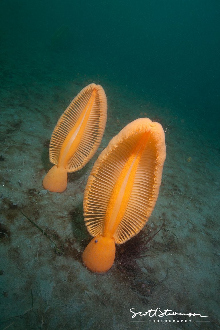 Orange Sea Pen-8.jpg