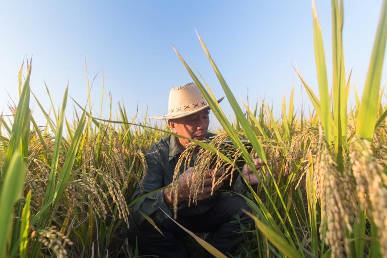 rice-farmer.jpg