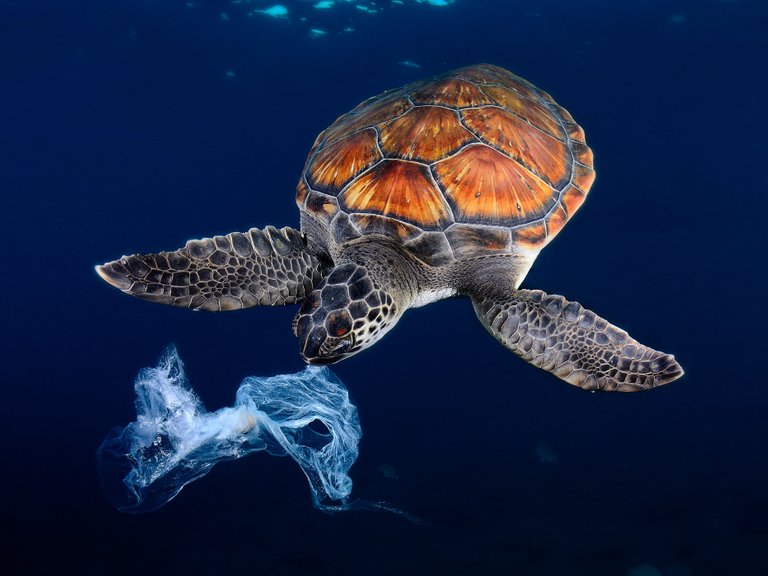 tortue-avalant-un-sac-plastique.jpg