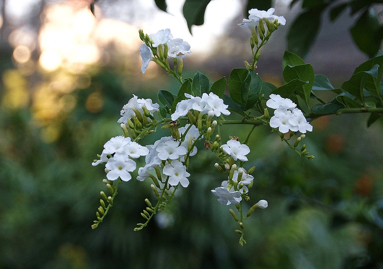 duranta-repens-white-flowers.jpg