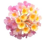 Flower YellowPink 169Hs.jpg