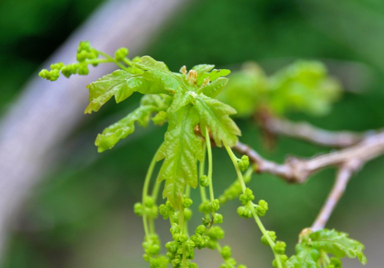 The young stems of oak branches in spring