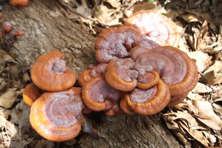 reishi.jpg